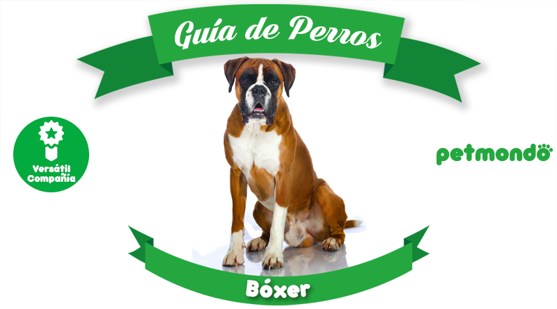 es boxer un buen perro de familia