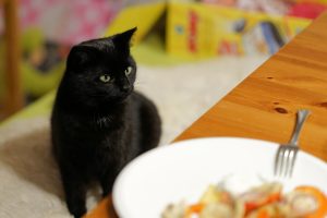 Recetas para gatos ancianos