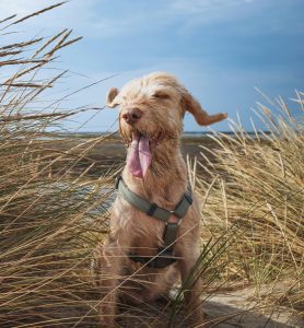 Datos interesantes sobre los perros - Información sobre perros - Petmondo