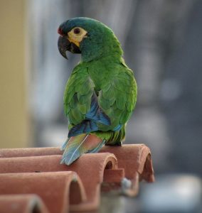 Cuidados básicos para aves (loros)