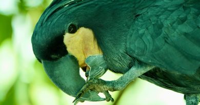 Cuidados básicos para aves (loros)