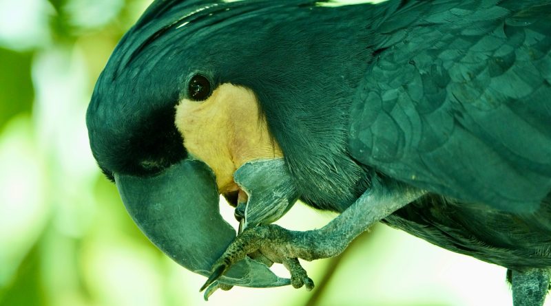 Cuidados básicos para aves (loros)