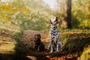 Datos interesantes sobre los perros