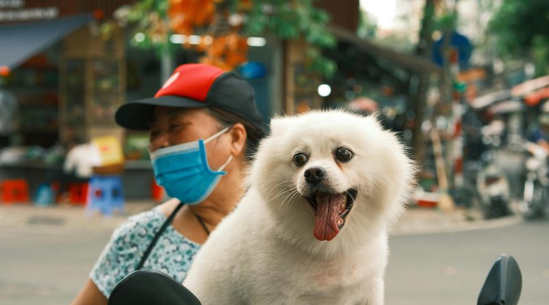 Datos interesantes sobre los perros